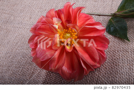Pink dahlia on bagging. Country style 82970435