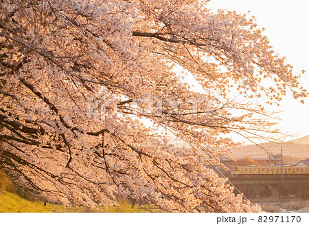 西武池袋線と入間川の桜 82971170