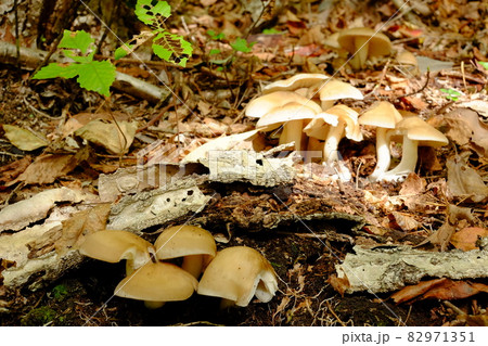 株立ちのホンシメジ 82971351