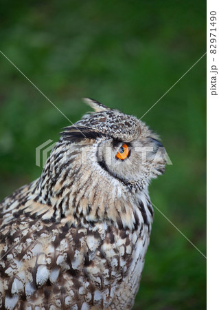 Indian Eagle Owl Indian Eagle Owl 82971490