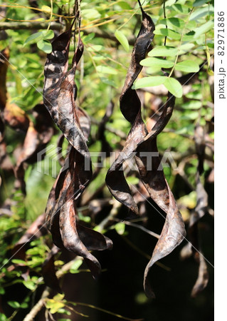 サイカチノ実 82971886