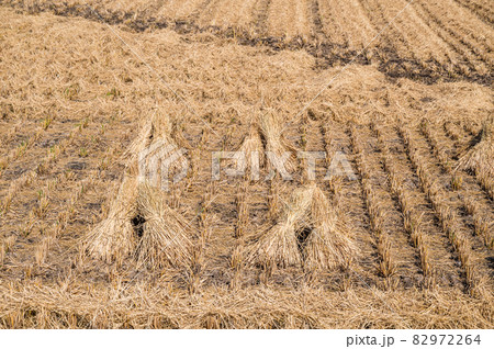 藁の三角帽子 藁の三角帽子 82972264