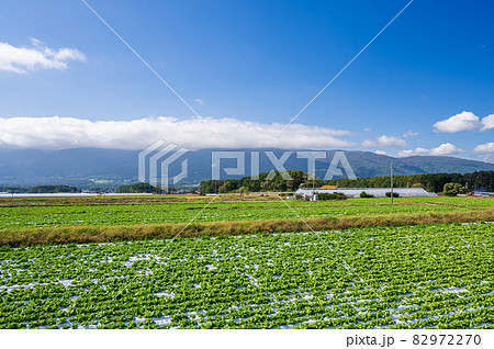 高原の村　レタス畑 82972270