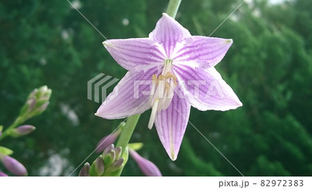 ギボウシの花 ギボウシの花 82972383