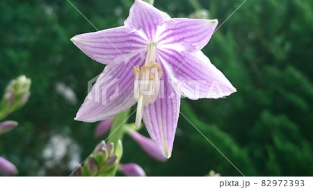 ギボウシの花 82972393