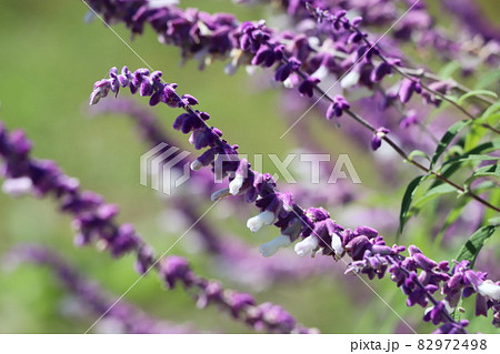 秋の公園に咲くサルビアレウカンサの紫色の花 秋の公園に咲くサルビアレウカンサの紫色の花 82972498