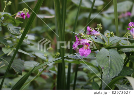 鮮やかな紫のツリフネソウ 82972627