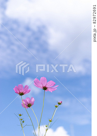 秋の気配　コスモス畑 82972691