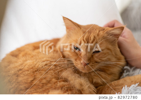 ねこが好き 茶トラ猫 ねこが好き 茶トラ猫 82972780