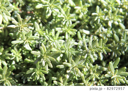 セダム　パリダム 82972957