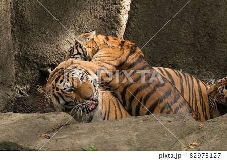 水浴び中に母に甘えるアムールトラの子ら 水浴び中に母に甘えるアムールトラの子ら 82973127