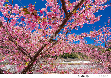 小田急ロマンスカーと河津桜 82973382
