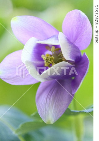深山苧環 ミヤマオダマキ 青紫色の花 クローズアップ 山野草 深山苧環 ミヤマオダマキ 青紫色の花 クローズアップ 山野草 82973551