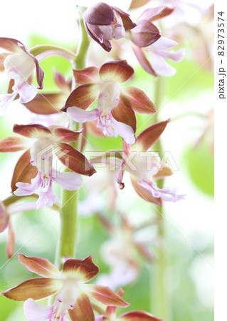 地エビネ 海老根蘭 茶色い花 クローズアップ 山野草の写真素材