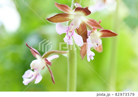地エビネ 海老根蘭 茶色い花 クローズアップ 山野草の写真素材