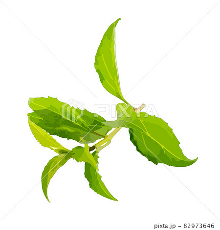 Young Branch Isolated, Spring Tree Twig on White Background 82973646