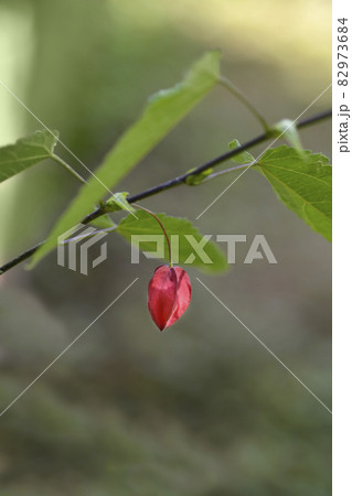 Trailing abutilon Trailing abutilon 82973684