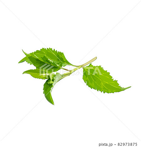 Young Branch Isolated, Spring Tree Twig on White Background 82973875