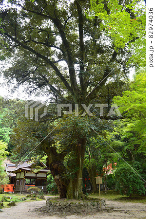 初秋の昼時に参拝した京都上賀茂神社内の渉渓園の睦の木が神々しい 82974036