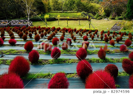 蒜山ハーブガーデンハービル 82974596