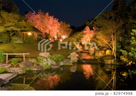 日本庭園とライトアップされた満開の枝垂れ桜 日本庭園とライトアップされた満開の枝垂れ桜 82974998