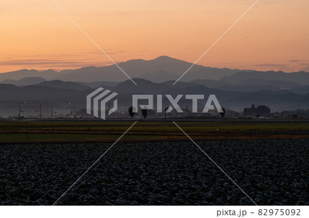 朝焼けの霊峰白山 石川県能美市から撮影 朝焼けの霊峰白山 石川県能美市から撮影 82975092