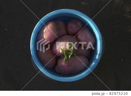 Potato crop. New harvest of the red potatoes tubers on the dacha 82975210