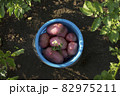 Red potato tubers in the blue plastic bucket on the brown soil background 82975211