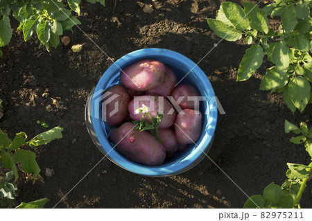 Red potato tubers in the blue plastic bucket on the brown soil background Red potato tubers in the blue plastic bucket on the brown soil background 82975211