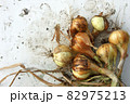 Onion still life outdoors. Bulbs after digging out of the soil 82975213