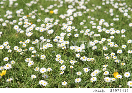 可愛い小花を咲かせる 82975415