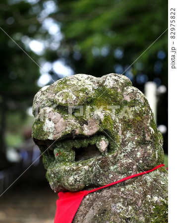 狛犬の顔のクローズアップ(石立八幡宮) 狛犬の顔のクローズアップ(石立八幡宮) 82975822
