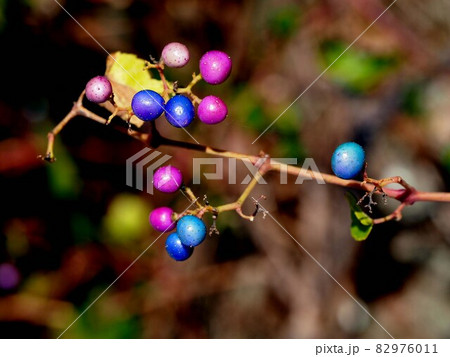 朝日を浴びたノブドウの蔓と実 82976011