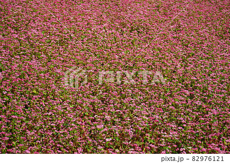 赤そばの花 赤そばの里 赤そばの花 赤そばの里 82976121