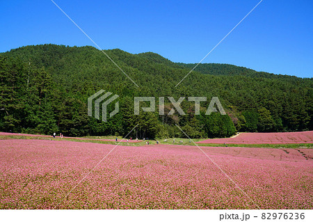 赤そばの花 赤そばの里 赤そばの花 赤そばの里 82976236