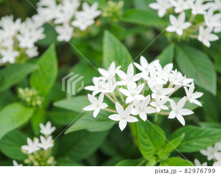 ペンタス4　白 82976799