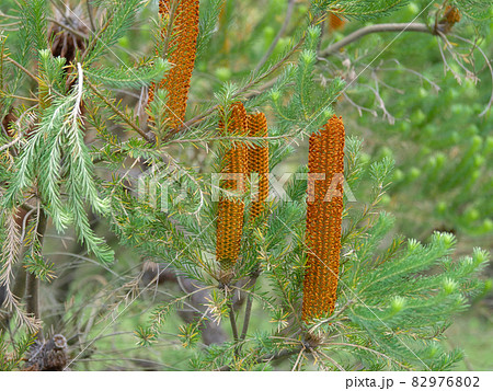 バンクシア1 82976802