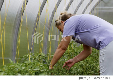 A woman inspects tomato seedlings in a greenhouse. The concept of growing vegetables. A woman inspects tomato seedlings in a greenhouse. The concept of growing vegetables. 82977101