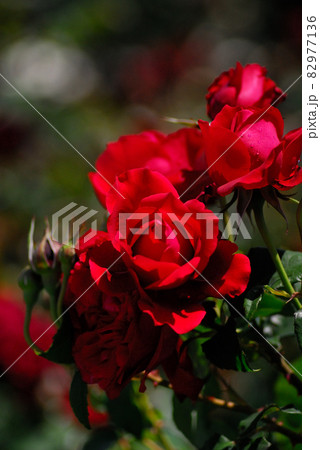 いつか見た真っ赤な薔薇 いつか見た真っ赤な薔薇 82977136