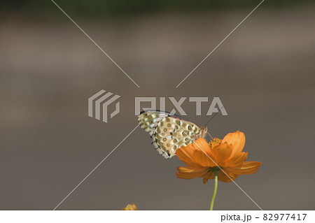 秋の花壇 コスモスと蝶 秋の花壇 コスモスと蝶 82977417