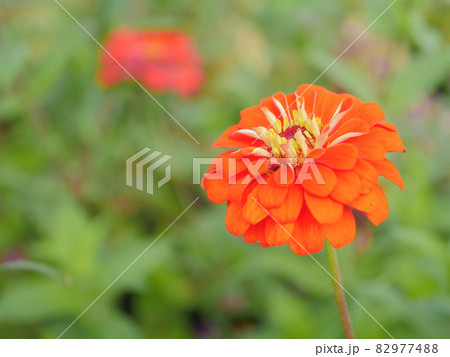 百日草20　エレガンス 82977488