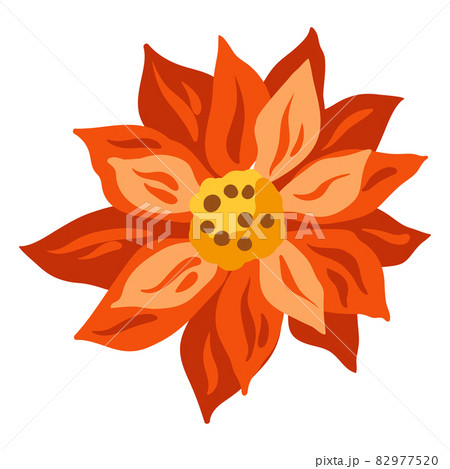 Merry Christmas illustration of poinsettia flower. Symbol in hand drawn style. 82977520