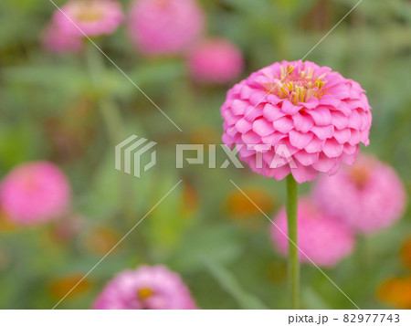 百日草22 ポンポン咲き 百日草22 ポンポン咲き 82977743