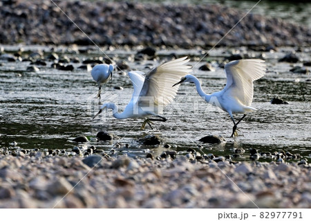 野鳥 野生 ワイルド 82977791