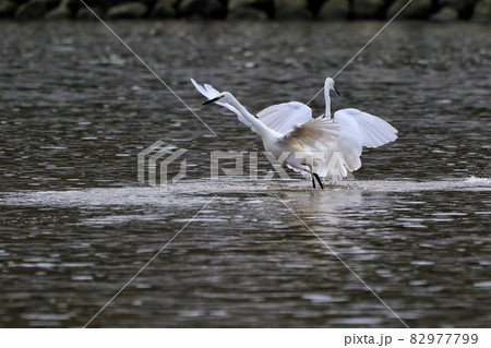 野鳥 野生 ワイルド 82977799
