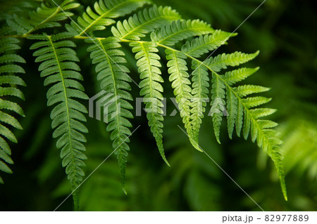 A macro shot of a green fern leaf. 82977889