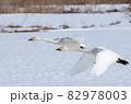 2羽で連なり飛ぶ白鳥 82978003