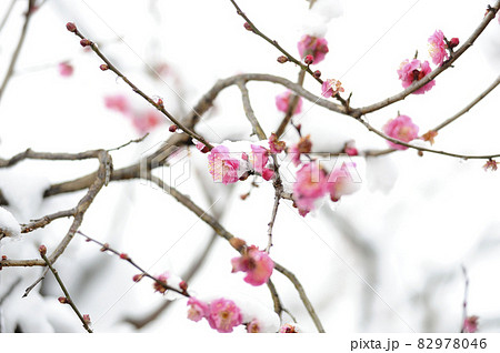 いつか見た　雪と梅 82978046
