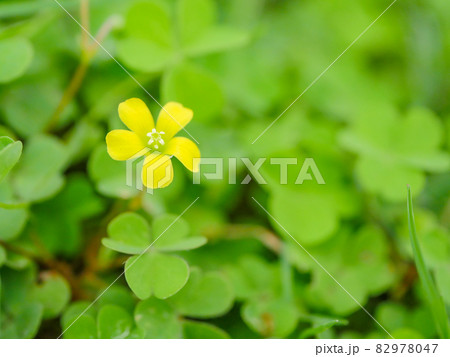 カタバミ1 82978047