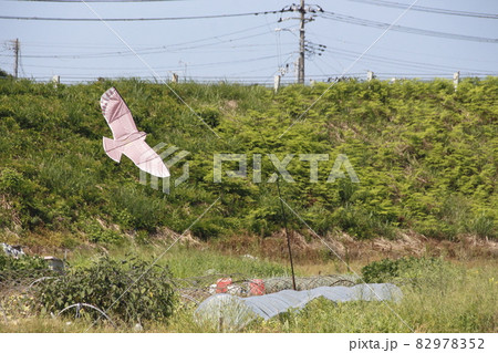 鳥追いカイト鷹 鳥追いカイト鷹 82978352